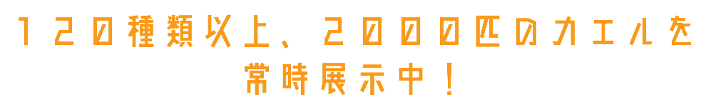 120種類以上、2000匹のカエルを常時展示中！