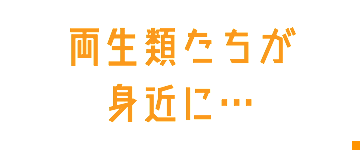 両生類たちが身近に…