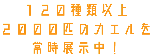 120種類以上、2000匹のカエルを常時展示中！